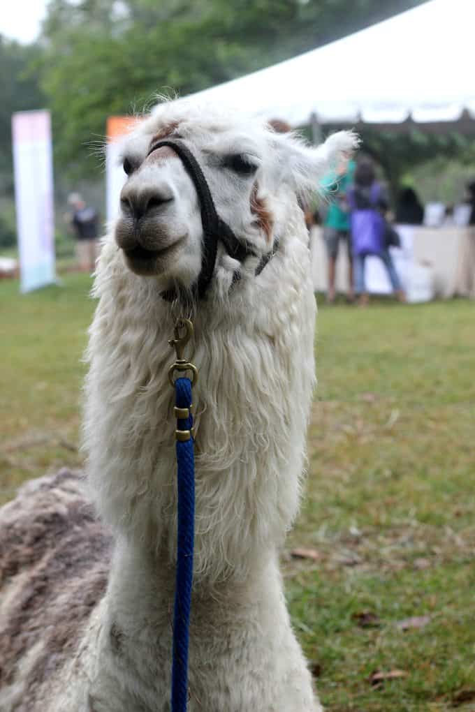 llama at the heritage harvest festival
